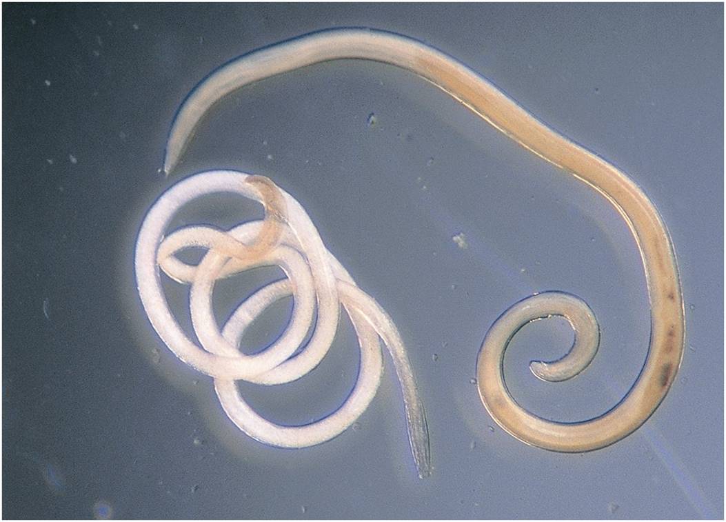 В какой среде обитает червь паразит. Нематодозы (круглые черви).. Нематоды паразитические черви.