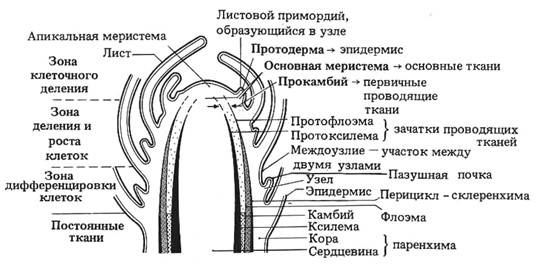 Конус нарастания почки состоит из клеток ткани. Строение апикальной меристемы побега. Верхушечная меристема почки. Апикальная меристема почки. Меристемы апекса побега.