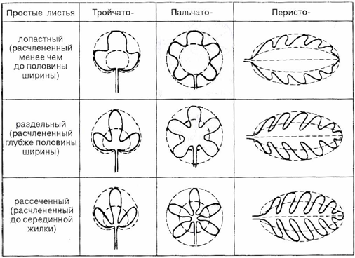 Лопастные листья фото(2025)