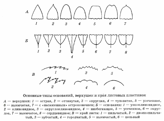 Основание Листа Фото