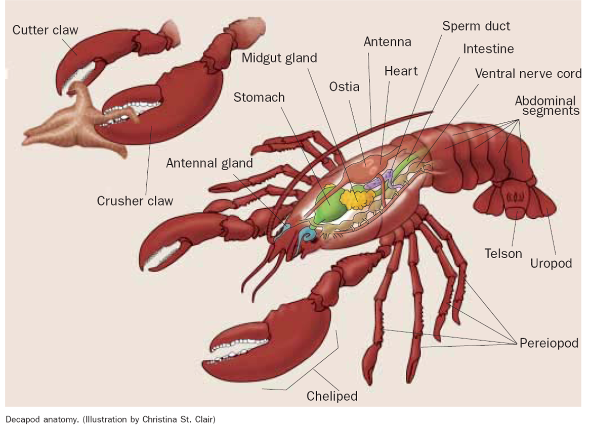 Рисунок ракообразных с подписанными частями тела