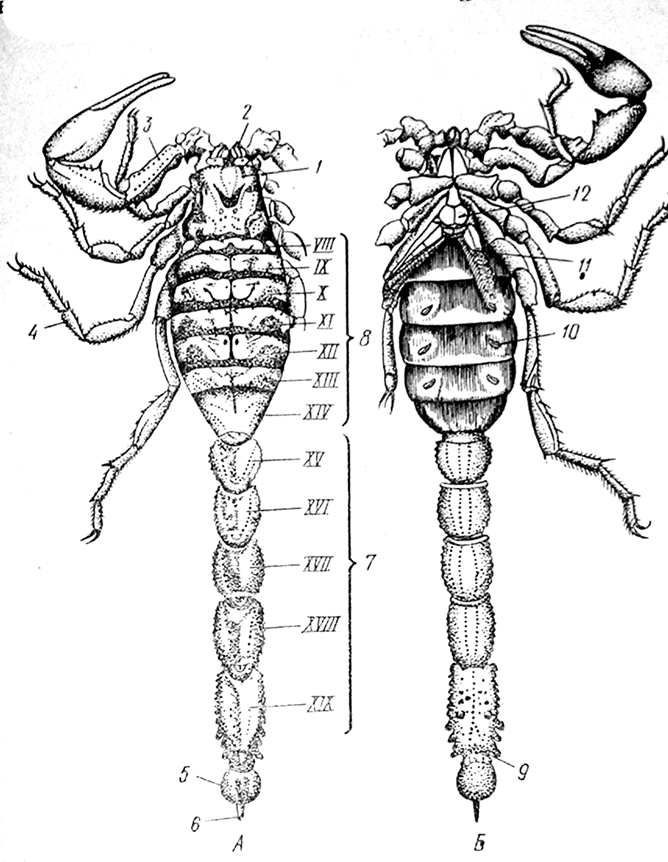 Какой признак внешнего строения скорпиона. Скорпион Buthus eupeus строение. Buthus eupeus строение. Строение клешни скорпиона. Головогрудь скорпиона.