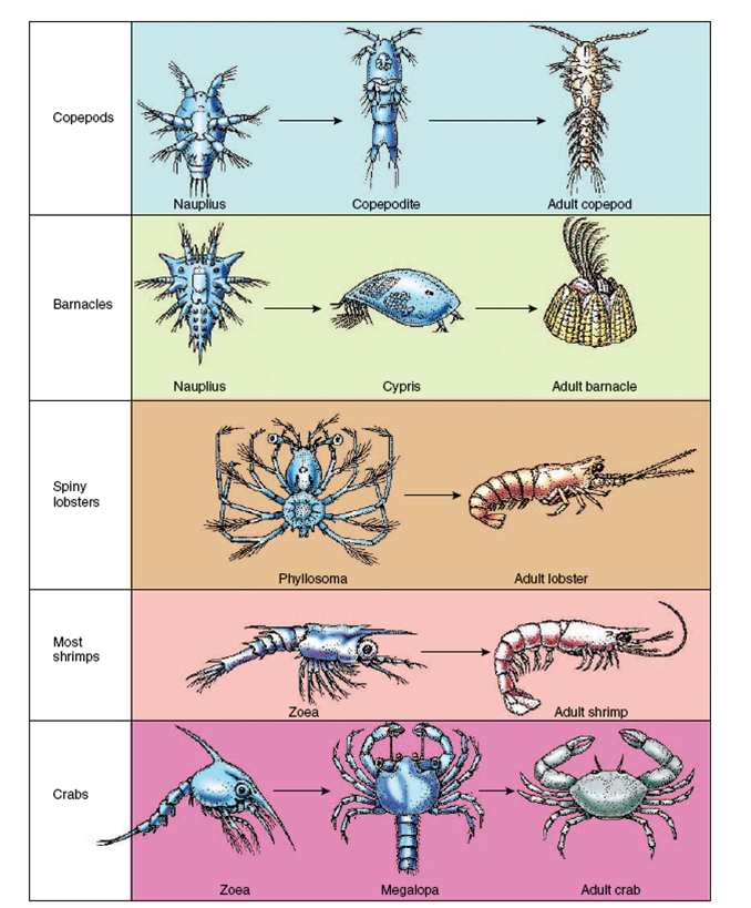 Личинка ракообразных науплиус. Оплодотворение наружное у ракообразных.