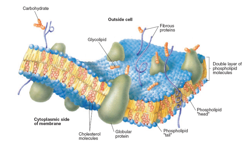 Общий план строения плазмолеммы