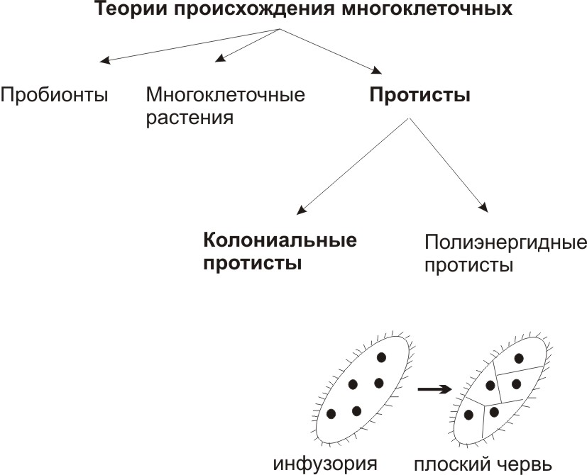 Назовите основные уровни организации многоклеточного