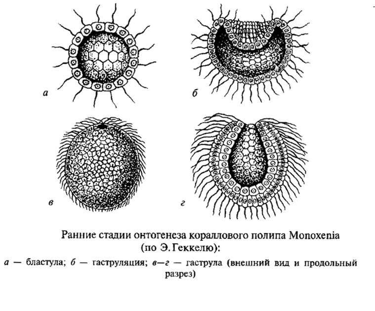 Фагоцителла. Теория гастреи Геккеля. Теория Мечникова фагоцителла. Гипотеза «гастреи» э. Геккеля. Гипотеза Геккеля 1874.