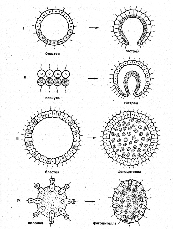 Фагоцителла. Теория гастреи Геккеля. Теория фагоцителлы Мечникова. Гипотеза фагоцителлы Мечникова. Теория Геккеля о происхождении многоклеточных.