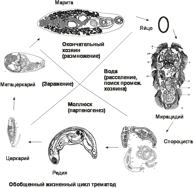 Личинка в промежуточном хозяине. Общая схема цикла развития трематод. Жизненный цикл трематод схема. Обобщённое схема цикла развития трематод. Общая схема жизненных циклов трематод.