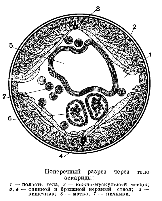 Поперечный разрез самки аскариды рисунок