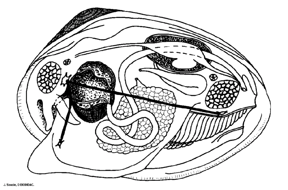 Органы моллюска на рисунке